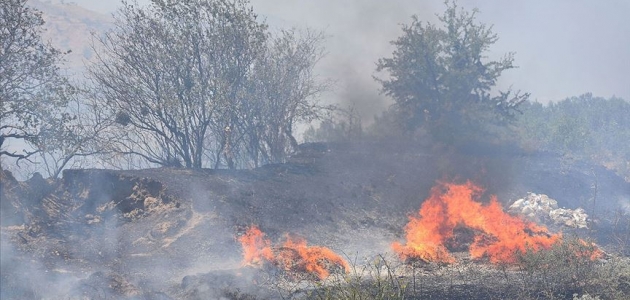 Manisa’da yaklaşık 300 zeytin ağacı yandı