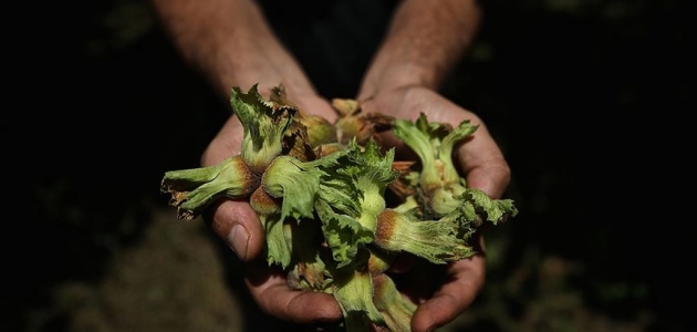 TMO fındık üreticisine alımlar için randevu vermeye başlıyor