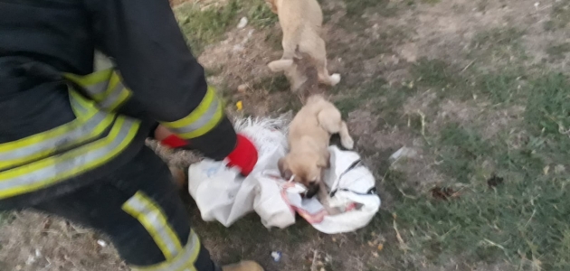 Konya’da çuval içinde yol kenarına atılan köpekler kurtarıldı