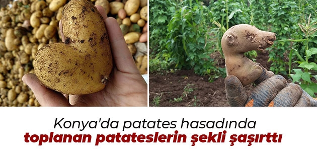 Konya’da patates hasadında toplanan patateslerin şekli şaşırttı