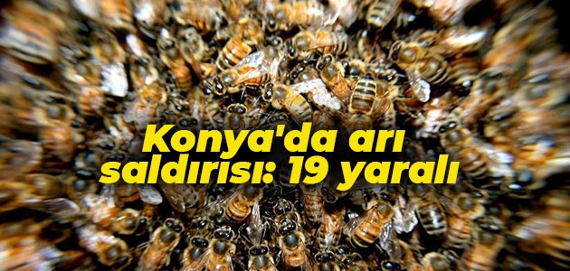 Konya’da arı saldırısı: 19 yaralı