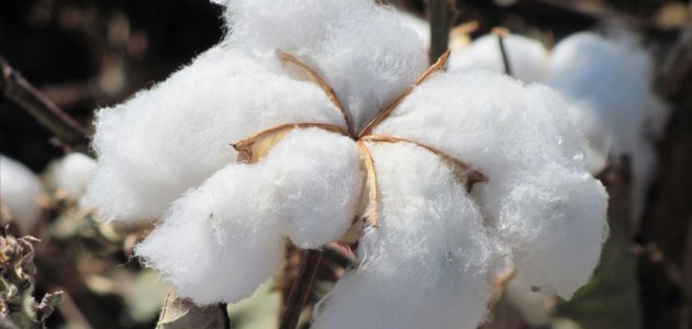’Geçen yıl 2 milyon 570 bin ton kütlü pamuk ürettik’