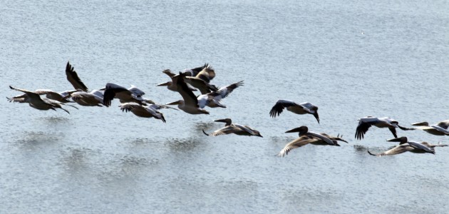 Göç yolundaki pelikan sürüsü İvriz Barajı’nda mola verdi