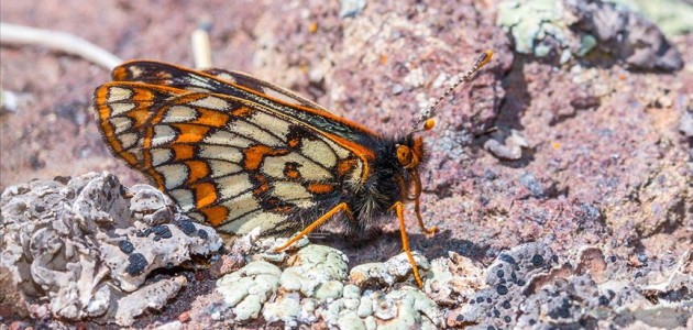 12 bin yaşındaki’ kelebek Ağrı Dağı’nda yeniden görüntülendi