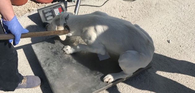 Akşehir Belediyesi sokak hayvanlarını kısırlaştırmaya devam ediyor