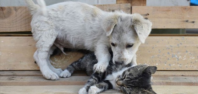 Kedi yavrusu ile köpek yavrusunun dostluğu
