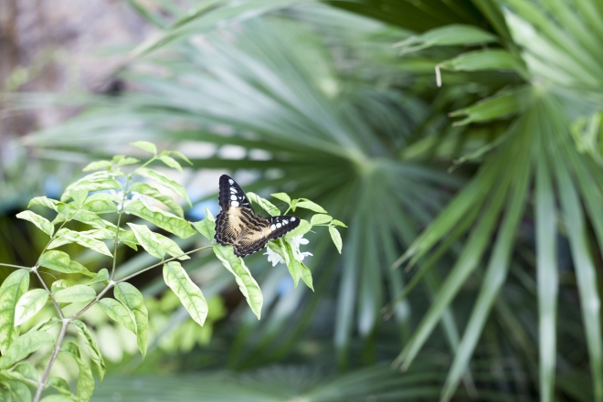 Fotoğraf stüdyosu gibi kelebek bahçesi