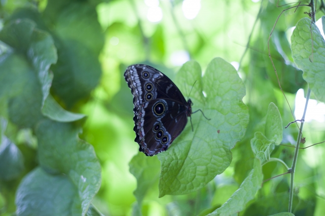 Fotoğraf stüdyosu gibi kelebek bahçesi