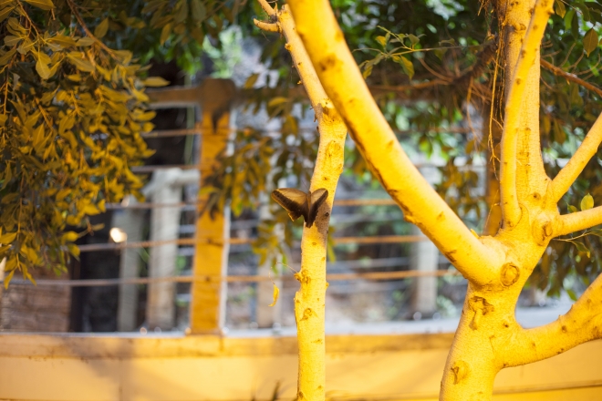 Fotoğraf stüdyosu gibi kelebek bahçesi