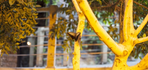 Konya’da “fotoğraf stüdyosu“ gibi kelebek bahçesi