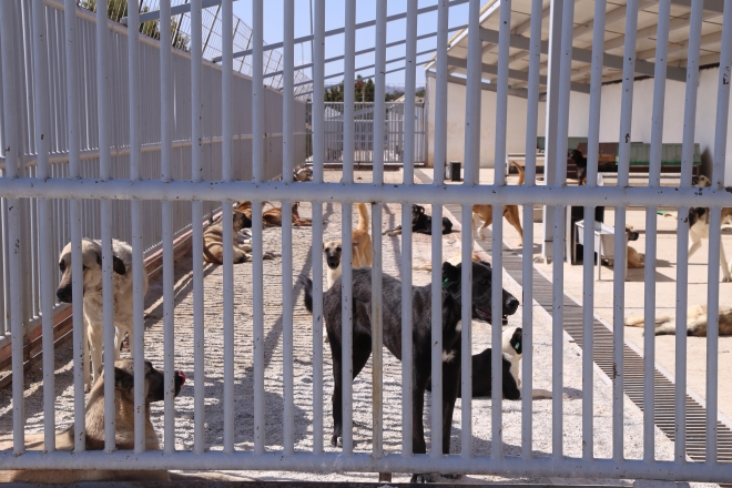 Konya’da sokak hayvanlarına 