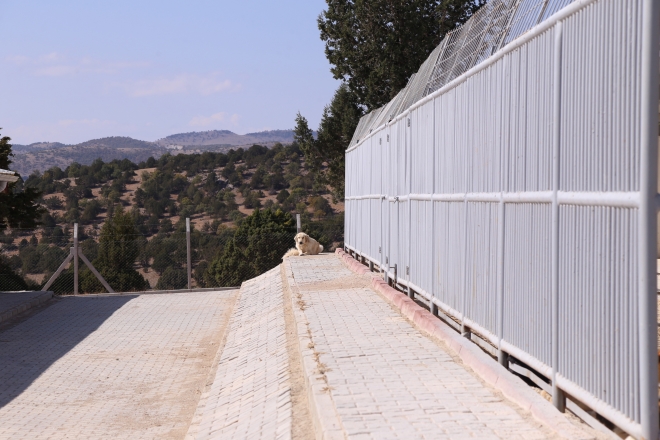 Konya’da sokak hayvanlarına 