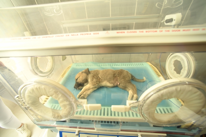 Konya’da sokak hayvanlarına 