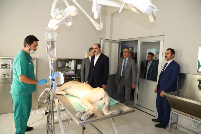 Konya’da sokak hayvanlarına 