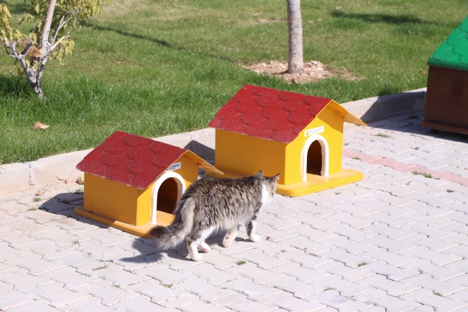 Konya’da sokak hayvanlarına 