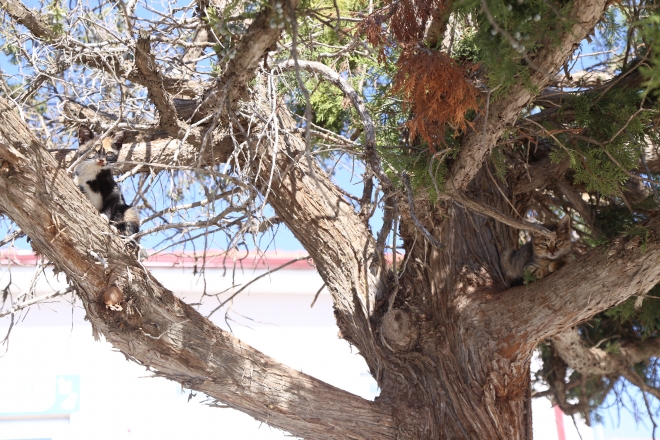 Konya’da sokak hayvanlarına 