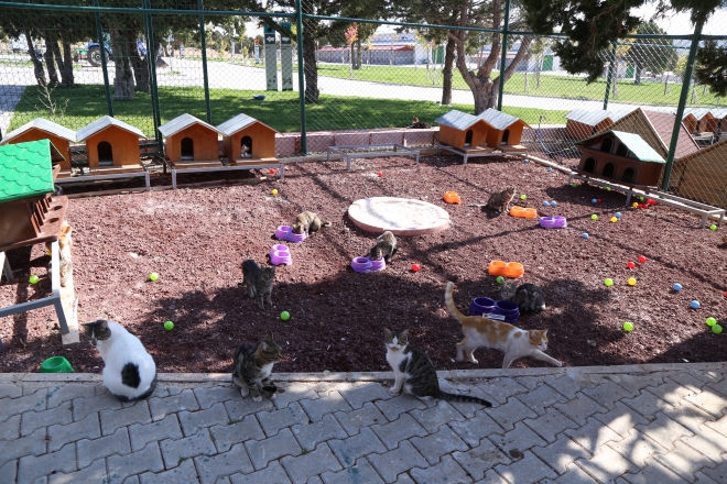 Konya’da sokak hayvanlarına 