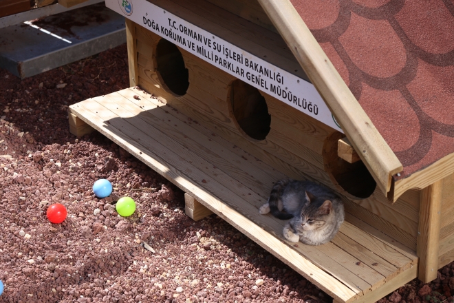 Konya’da sokak hayvanlarına 