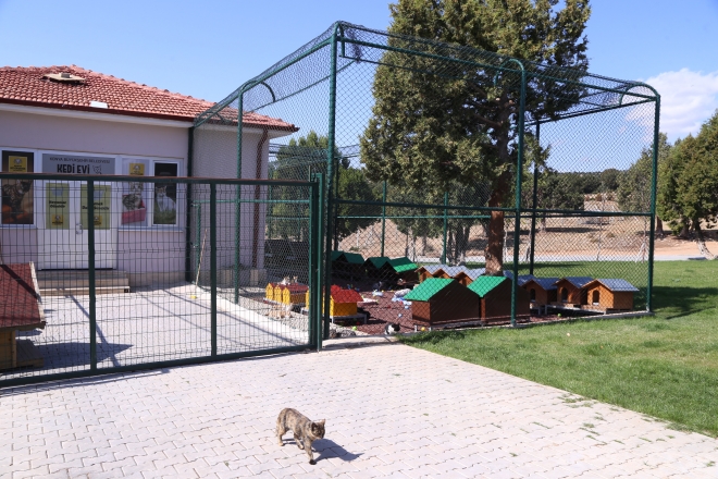 Konya’da sokak hayvanlarına 