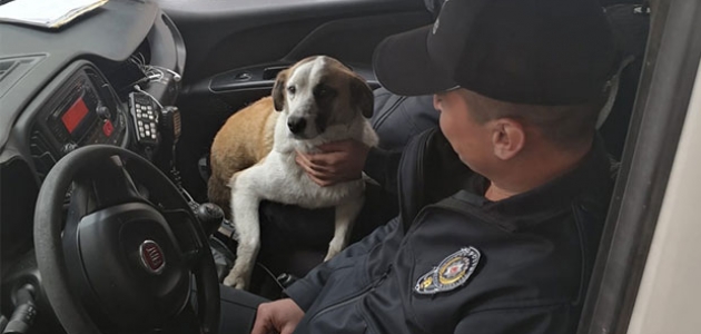 Polisler, üzülmesine dayanamadıkları köpeği yeni karakola götürdü