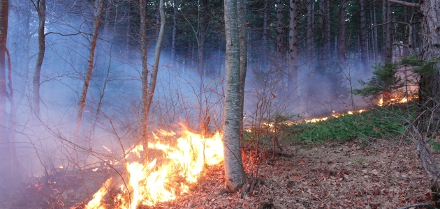 Uludağ’da orman yangını çıktı