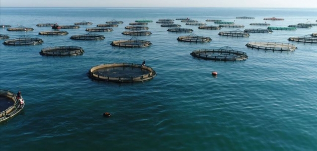 Türkiye’nin çiftlik balığı üretimi 10 yılda ikiye katlandı