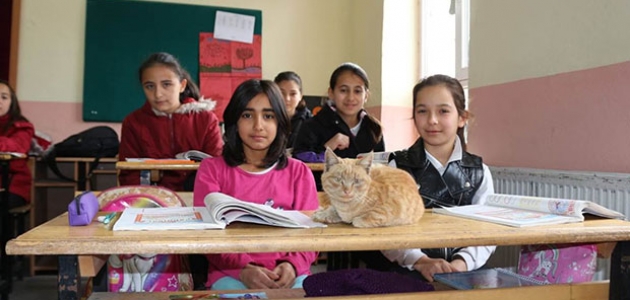 Konya’da öğrencilerin sahiplendiği kedi derslere giriyor