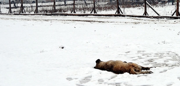 Konya’da çiftlikteki hayvanları çalmak için 6 köpeği öldürmüşler