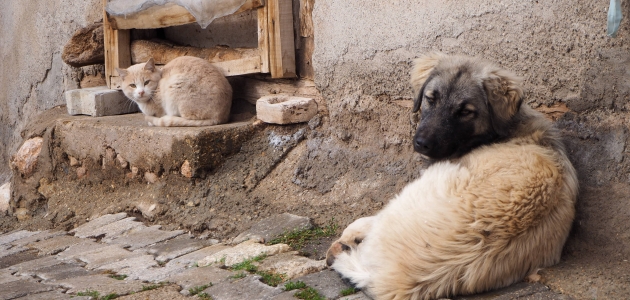 Bozkır’da sokak ve yaban hayvanları kış aylarında aç kalmayacak