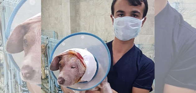 Kulağı ve yüzü kesilen köpek tedavi altına alındı