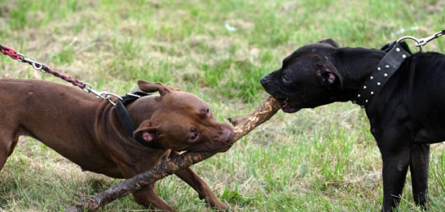 Konya’da köpek dövüştürüp bahis oynayanlara ceza