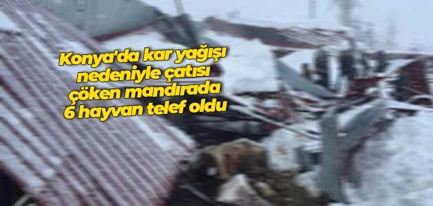 Konya’da kar yağışı nedeniyle çatısı çöken mandırada 6 hayvan telef oldu