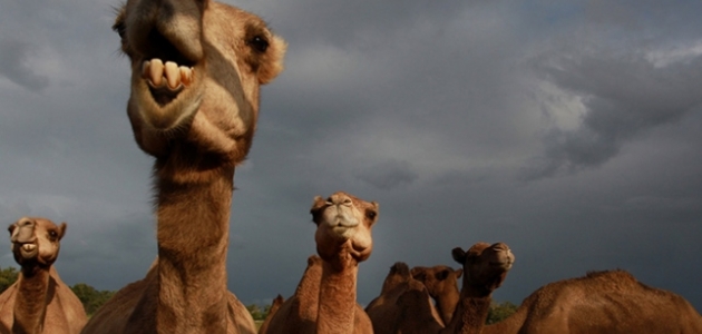 Keskin nişancılar hazırlandı, Avustralya’da deve katliamı başlıyor