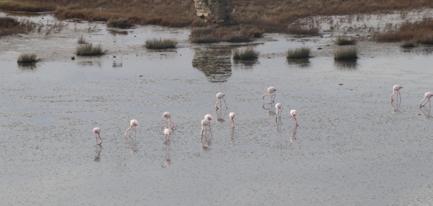 Hersek Kuş Cenneti flamingolarla bir başka güzel