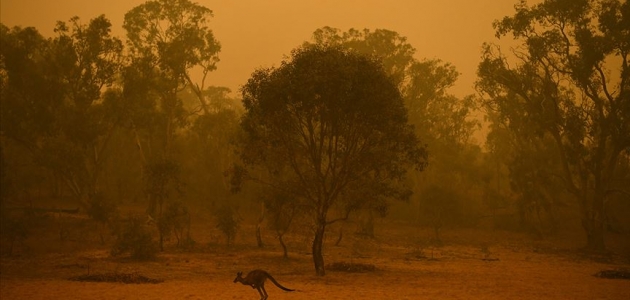Avustralya’daki yangınlarda itfaiyeciler Wollemi çamlarını korumayı başardı