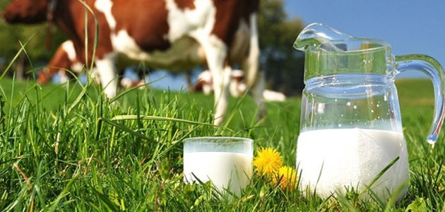 TİGEM 1000 ton inek sütü satacak