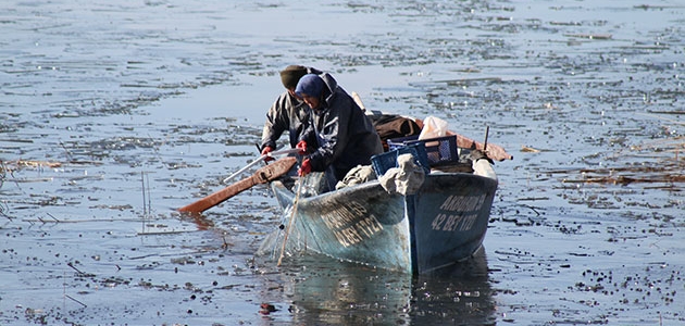Çin sazanı balıkçılar için umut oldu