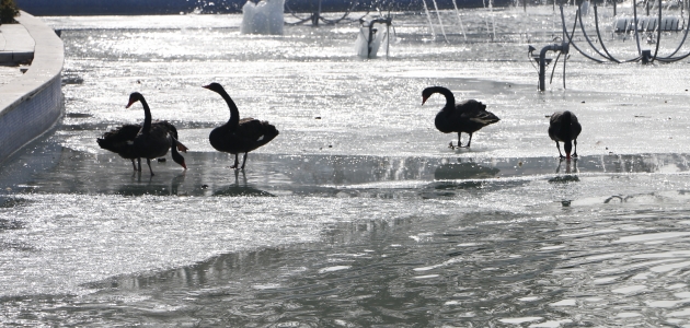 Buz tutan havuzda kuğuların yürüme mücadelesi renkli görüntüler oluşturdu