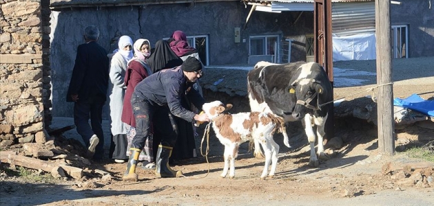 Veteriner hekimler deprem bölgesindeki hayvanları ücretsiz tedavi edecek