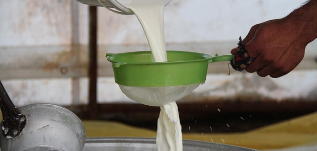 Geçen yıl en çok süt üreten il Konya oldu