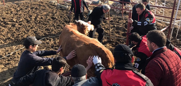 Artçı sarsıntıdan ürküp demir çite takılan ineği arama kurtarma ekipleri kurtardı