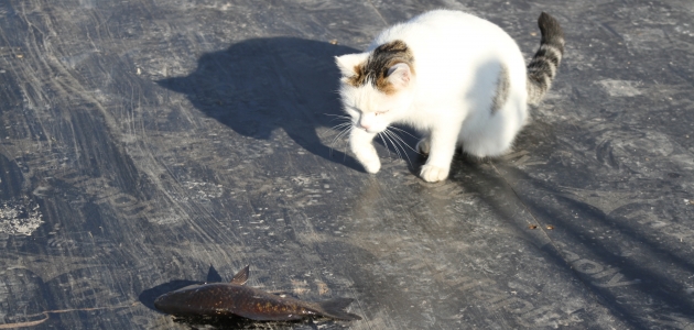 Sokak kedileri balıkçıların dönüş yolunu bekliyor