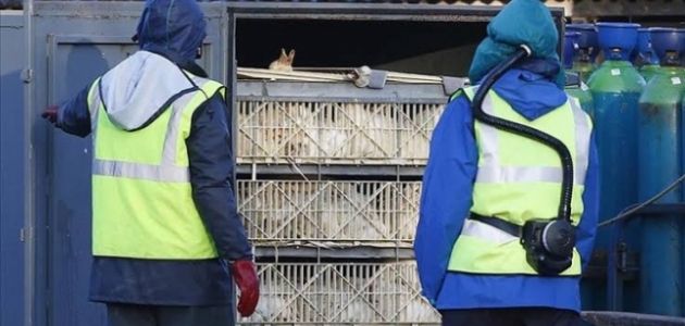 Çin’de kuş gribi salgını: 18 bine yakın kanatlı hayvan itlaf edildi
