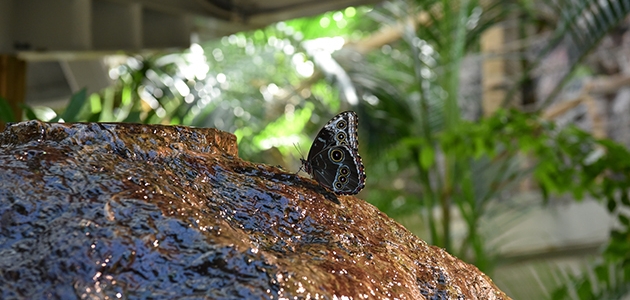 Tropikal Kelebek Bahçesi yenilenen yüzüyle ziyaretçilerine kapılarını açıyor