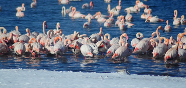 Konya İvriz Baraj Gölü’nde 12 flamingo öldü