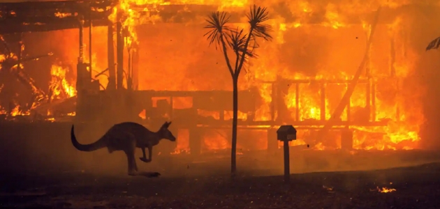 Avustralya’daki yangınlar 113 canlı türünü acil yardıma muhtaç hale getirdi