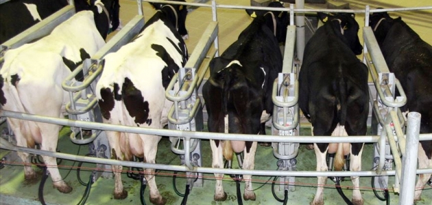 Toplanan inek sütü miktarı aralıkta arttı
