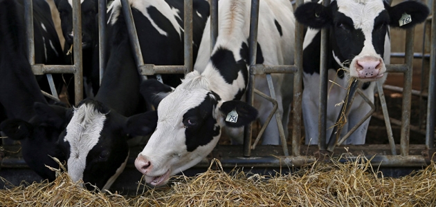 Konya inek sütü üretiminde birinci oldu