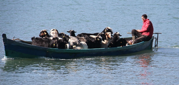 Konya’da keçilerin balıkçı tekneleriyle dönüş yolculuğu