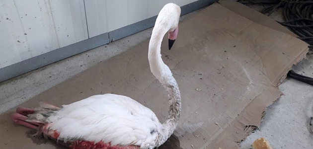 Konya’da bitkin düşen flamingo tedavi altına alındı